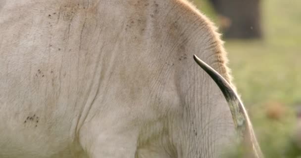 Closeup Shot White Cow Large Horns Pasture — Stock Video