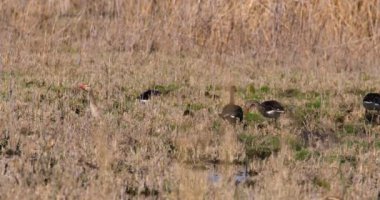 Dişi yaban ördekleri ve ördekler baharda bir göletin kıyısında