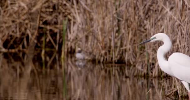 沼地の白いヘーソンは逃げる — ストック動画