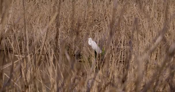 草丛中的白鹭 — 图库视频影像