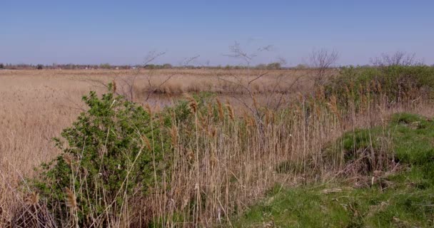 远处有干枯芦苇的湖景 — 图库视频影像