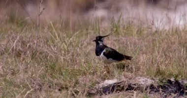 Çimlere, doğaya ve faunaya kuzey kanadı