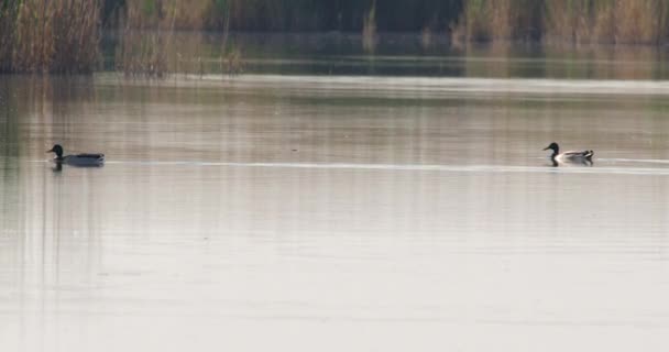 Два Самца Кряквы Плавают Посреди Воды — стоковое видео