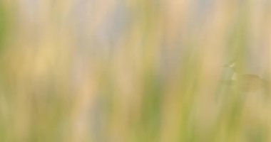 Büyük ibikli yaban ördeği gölde yüzer, sazlıkların arasından geçer.