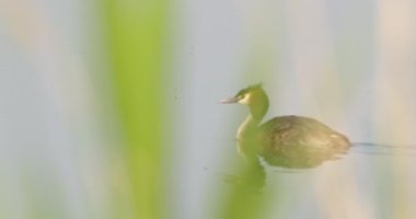 Büyük ibikli yaban ördeği gölde yüzer, sazlıkların arasından geçer.