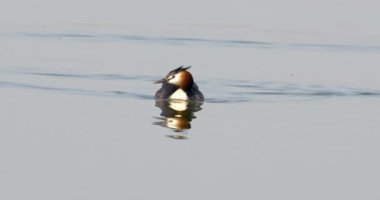 Büyük ibikli bir göl, doğa serisi.
