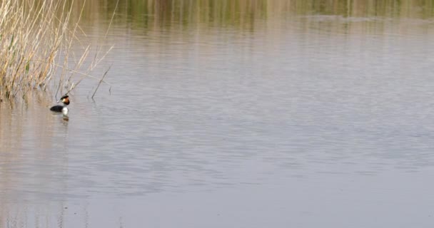 Большой Гребневик Плавает Озере — стоковое видео