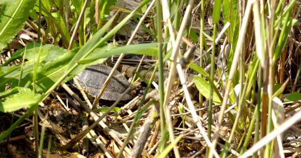 Χελώνα Περπατώντας Μέσα Από Ένα Πράσινο Γρασίδι — Αρχείο Βίντεο