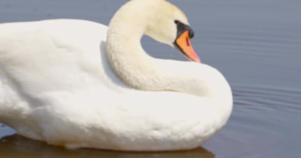 湖上一只白天鹅的特写 — 图库视频影像