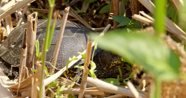 Ormandaki Bir Kaplumbağaya Yakın Çekim — Stok video