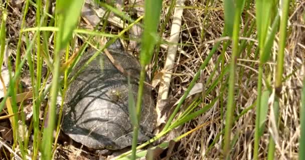 Nahaufnahme Einer Schildkröte Wald — Stockvideo