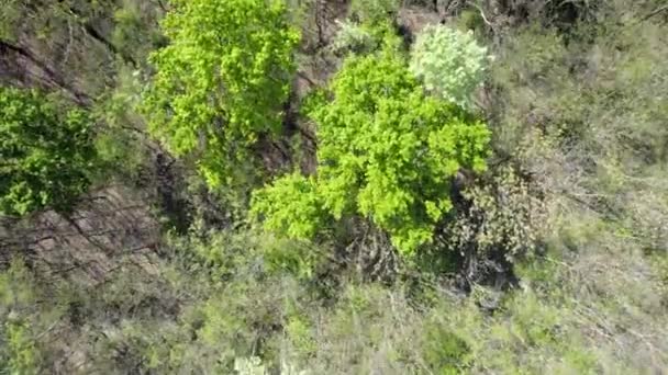 Letecký Pohled Zelené Stromy — Stock video