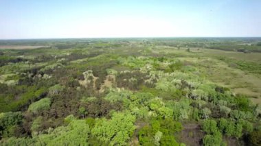 İlkbaharda ormanın havadan görünüşü
