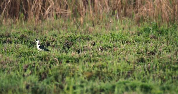 ネイチャーフォレジャー 湿地プドルによる黒いウィングスティルト収集 — ストック動画