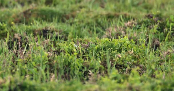 Serenata Della Natura Roaming Preening Common Redshank Tra Zone Umide — Video Stock