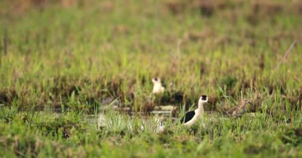 Μαύρο Φτερωτό Stilt Stand Wetland Puddle — Αρχείο Βίντεο