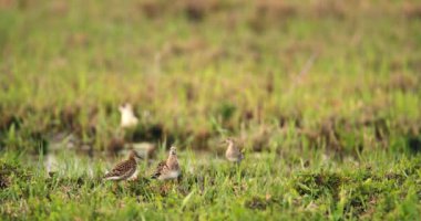 Wetland Vahasını Keşfeden Orman Çullukları Çimenlerin ve Göletin Ortasında Dolaşıyor