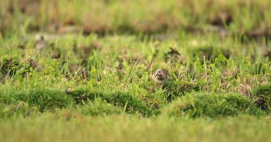 Nezih Gezinti: Bataklık Havuzu 'nda gezinen Orman Çullukları