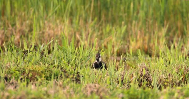 警戒心 北翼掠过湿地草丛 — 图库视频影像