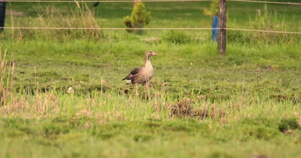 Grayleg Goose Goslings Nature — Stock Video
