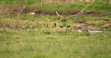 Bataklık Havuzu 'nda yüzen Gri Kazlar Sürüsü