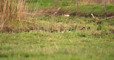 Bataklık Havuzu 'nda yüzen Gri Kazlar Sürüsü