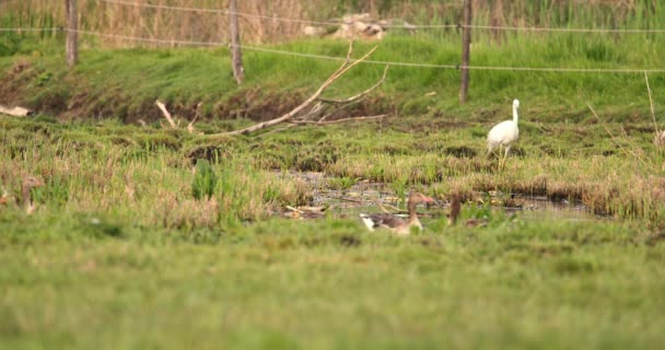 Nun Serenadı Beyaz Balıkçıl Kuşunun Izlediği Gri Kazlar Gölette Süzülüyor — Stok video