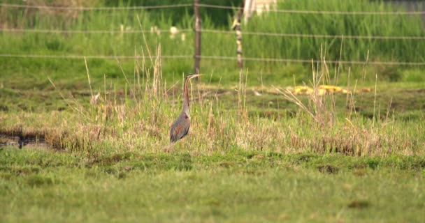 Heron Ungu Berdiri Pagar Rumput — Stok Video