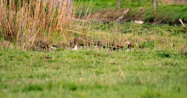 Sekelompok Grayleg Geese Berenang Wetland Pond — Stok Video