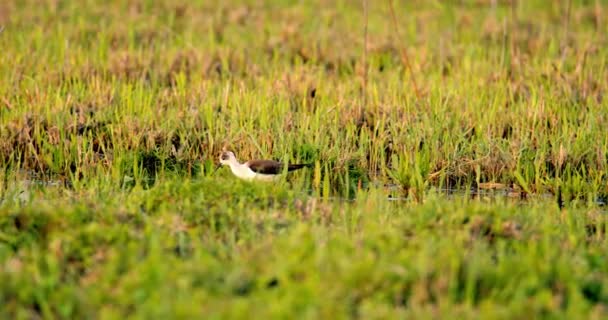 Forager Της Φύσης Black Φτερωτό Stilt Collecting Wetland Puddle — Αρχείο Βίντεο