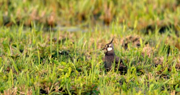 Vigilant Watch Northern Lapwing Gazing Wetland Grass — Stock Video