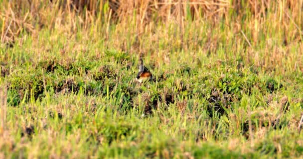 Vigilante Relógio Northern Lapwing Olhando Através Grama Wetland — Vídeo de Stock