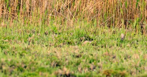 ブラックウィングスティルトは湿地の草の中で隠された — ストック動画
