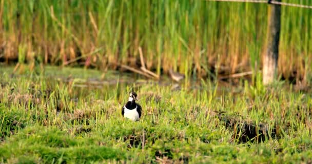 Vigilante Relógio Northern Lapwing Olhando Através Grama Wetland — Vídeo de Stock