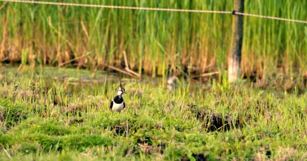 Vigilante Watch Northern Lapwing Caminhando Através Grama Wetland — Vídeo de Stock