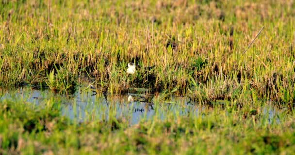 Forager Της Φύσης Black Φτερωτό Stilt Collecting Wetland Puddle — Αρχείο Βίντεο