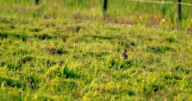 Çimlere yakın bir kuzey kanadı.
