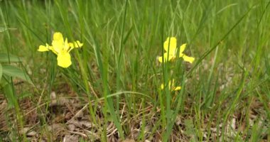 Yellow Iris 'in Yakın Çekimi Bahar Çimlerinde Çiçek Açıyor