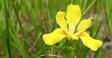 Yellow Iris 'in Yakın Çekimi Bahar Çimlerinde Çiçek Açıyor