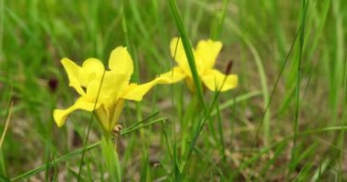 Yellow Iris 'in Yakın Çekimi Bahar Çimlerinde Çiçek Açıyor