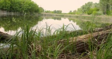 Ağaç Gövdesi Suyun Kıyısında Dinleniyor