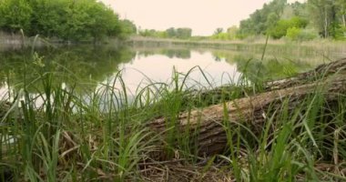 Ağaç Gövdesi Suyun Kıyısında Dinleniyor
