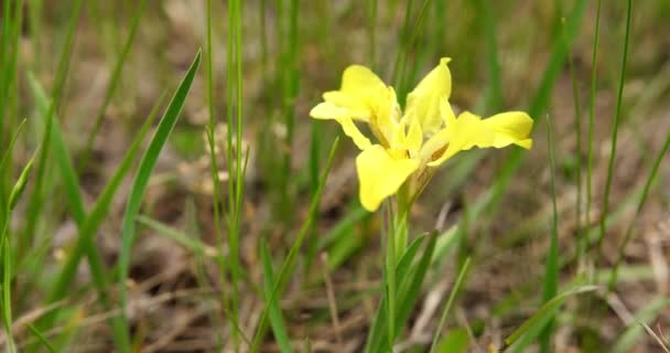 Nahaufnahme Der Gelben Iris Die Frühlingsgras Blüht — Stockvideo