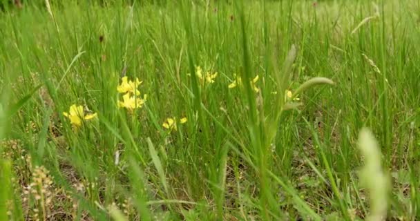 春天的水花 黄色的爱丽斯在碧绿的草丛中绽放 — 图库视频影像