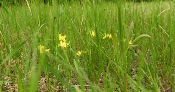 Chapoteo Primavera Iris Amarillo Florece Entre Hierba Verde — Vídeo de stock