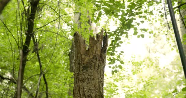 Стареющая Устойчивость Кадры Старого Сломанного Ствола Дерева — стоковое видео
