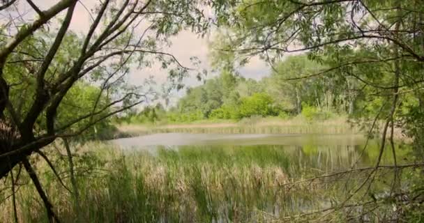 公園の池からの眺め — ストック動画