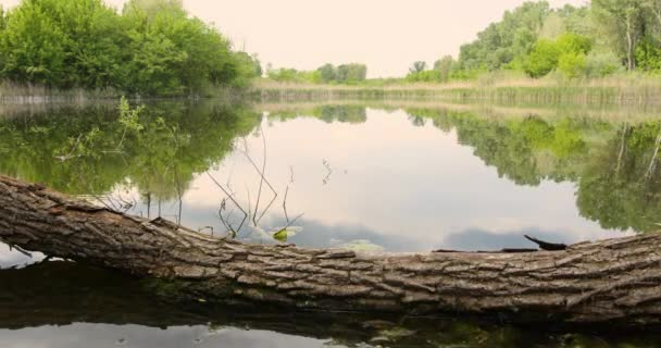 水の端に残っている木のトランク — ストック動画