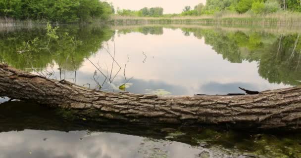 Tree Trunk Resting Water Edge — Stock Video