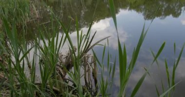 Woodland Gölü 'nün yanında huzur